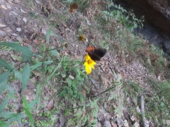 Gyrocheilus patrobas