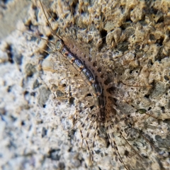 Thereuonema tuberculata