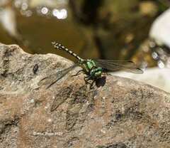 Ophiogomphus carolus