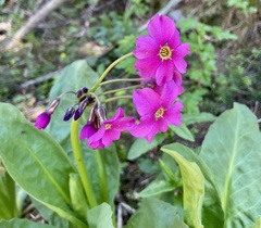 Primula