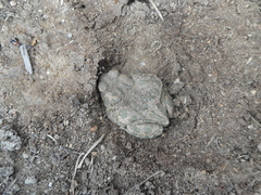 Bufotes viridis balearicus
