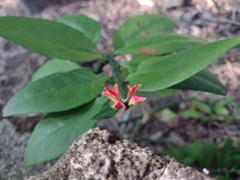 Euphorbia tithymaloides