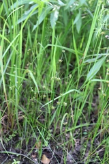 Juncus