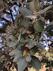 Quercus ilex