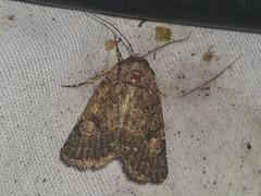 Protorthodes alfkenii