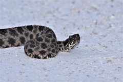 Sistrurus miliarius barbouri