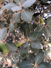 Quercus ilex