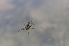 Trepobates subnitidus