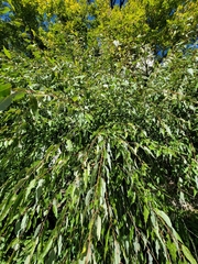 Salix amygdaloides