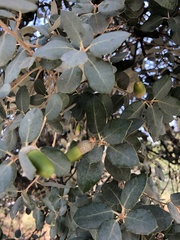 Quercus ilex