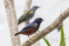 Euphonia pectoralis
