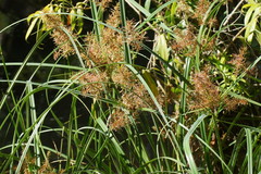 Cyperus lucidus