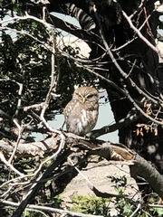Glaucidium nana