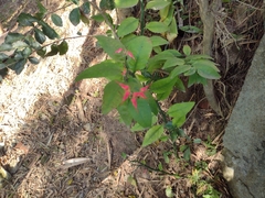 Euphorbia tithymaloides