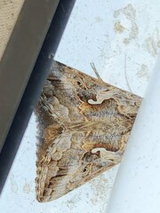Autographa californica