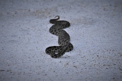 Sistrurus miliarius barbouri