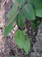 Euphorbia tithymaloides