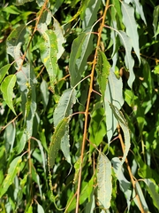 Salix amygdaloides