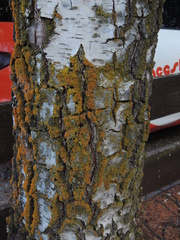 Xanthorioideae