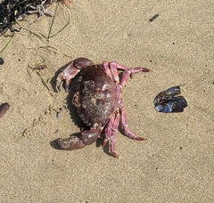 Romaleon antennarium