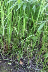 Juncus