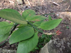 Euphorbia tithymaloides