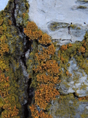 Xanthorioideae