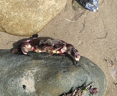 Romaleon antennarium