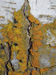 Xanthorioideae