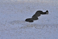 Sistrurus miliarius barbouri