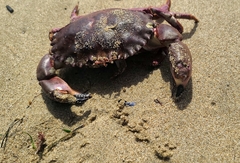 Romaleon antennarium