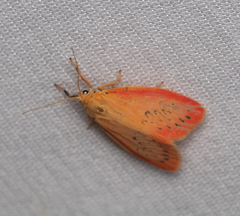 Miltochrista miniata