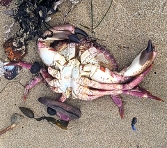 Romaleon antennarium