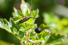 Sphaenothecus bilineatus