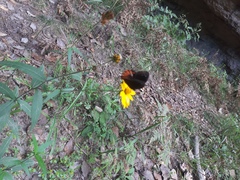 Gyrocheilus patrobas