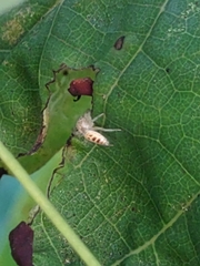 Hentzia mitrata