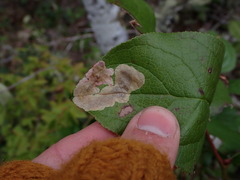 Cameraria gaultheriella