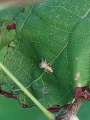 Hentzia mitrata