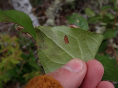Cameraria gaultheriella