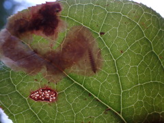 Cameraria gaultheriella