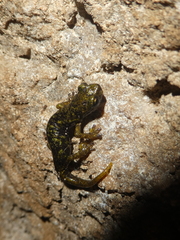 Speleomantes supramontis