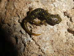 Speleomantes supramontis