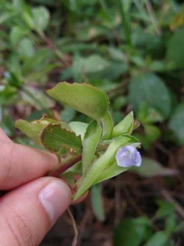 Commelina pallida (Commelina pallida)