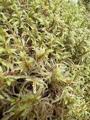 Pleurozium schreberi