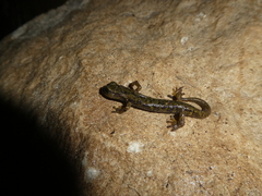 Speleomantes supramontis