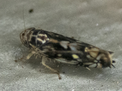 Scaphoideus nigrellus