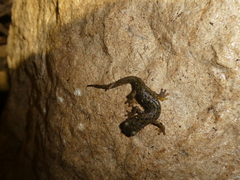 Speleomantes supramontis