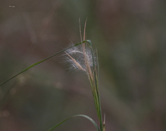 Andropogon gyrans