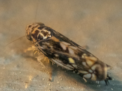 Scaphoideus nigrellus