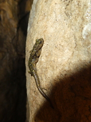 Speleomantes supramontis